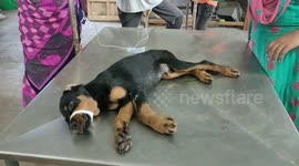 Animal-lover nurses abandoned pup back to health in southern India