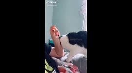 ASMR kitty purrs