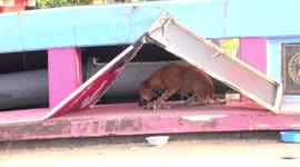 Stray dogs home on a bridge made from a sign that advertises a housing development, a GRAB food delivery courier that was lost asked for directions, unfortunately for the dogs the food delivery was not for them.