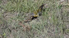 Bushshrike - Bokmakierie
