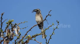 Grey Hornbill