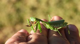 Praying mantis