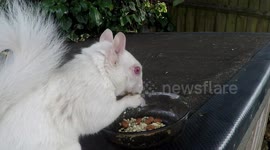 Rare albino squirrel spotted eating in London garden