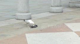 Seagull eating pidgeon