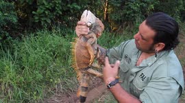 An Iguana is captured and rescued to later be released back into the wild, after an evaluation to determine its health and condition