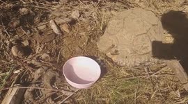 Rescuing a trapped wild tortoise in rural South Africa