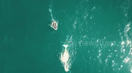 Dead whale attracts multiple great white sharks off Australian coast