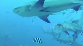 Bull Shark feeding in Fiji