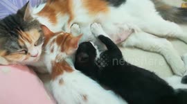 Karlos Kitty Accompany Maria Breastfeeding On Special Bed
