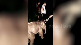Elephant calf rescued after being swept away in flash flood in southern India