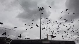 Swarms of pigeons on road in India