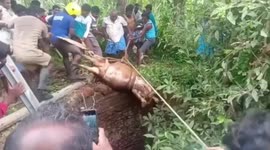 Cow rescued by firefighters from 50-foot-deep well in southern India
