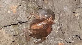 Male frogs have inflating contest in the mud to attract mates