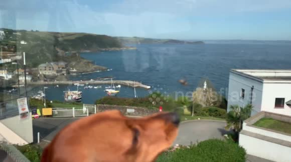 Sausage dog saves lady from flying monster bug