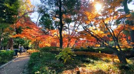Autumn Beauty Of A Japanese Garden: Otaguro Park, Tokyo Japan