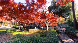 Autumn Beauty Of A Japanese Garden: Otaguro Park, Tokyo Japan