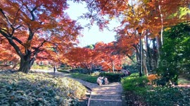Autumn Beauty Of A Japanese Garden: Otaguro Park, Tokyo Japan