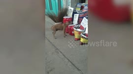 Cheeky stray dog steals food from market stall