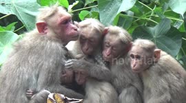 Family of monkeys share embrace as they try to keep warm on rainy day in India