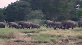 Large elephant herd in Sri Lanka stray into rice field in search of food