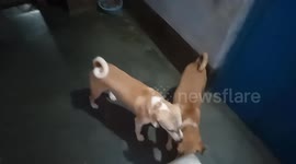 two friends funny resling