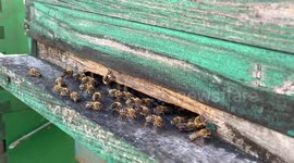 bee