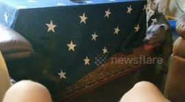 Energizer bunny needs to take lessons