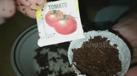 ASMR Planting a little garden (soft talking)