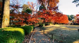 Autumn Beauty Of A Japanese Garden: Otaguro Park, Tokyo Japan