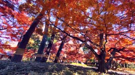 Autumn Beauty Of A Japanese Garden: Otaguro Park, Tokyo Japan