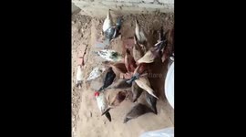 Country Chicken