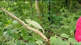 Animal lover releases chameleons after rescuing them from busy road in eastern India