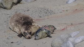Harbor seal gives birth then touches noses with just-born pup