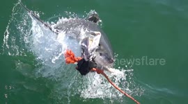 Footage shows incredible power of jumping great white shark