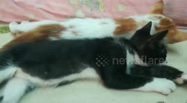 Karlos Kitty Prefer Nap Time With Maria Sister