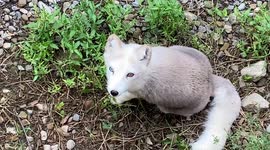 This fox has two different coloured eyes