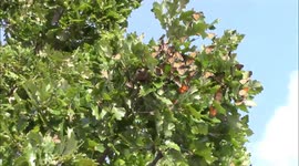 Hundreds of 'hypnotising' monarch butterflies seen clinging to tree in Minnesota