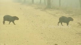 Brazil: Footage Of Animals Fleeing Fires In The Pantanal Wetland