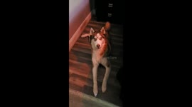 Houston husky seems to be very clearly saying 'I love you' to amazed owner
