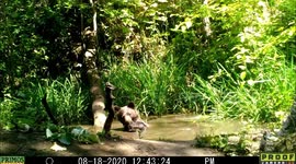 Bear falls over while taking bath in the woods of rural Idaho