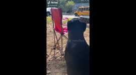 Dog greets little humans coming home from their first day of school!!