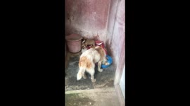 Dogs Nepal