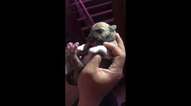 Cute puppy