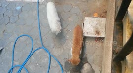 Cats quarrel