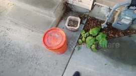 Caught a rat (wait for it!)