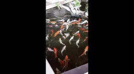 Feeding a Bunch of hungry Koi fish