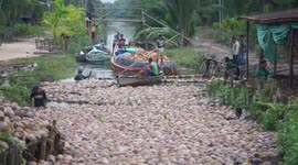 Bizarre video shows Indonesian farmers on boats herding thousands of coconuts down river