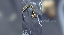 Rare two-headed snake found in family's home in Thailand