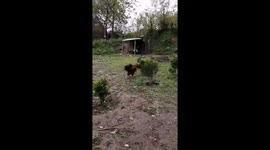 Fighting of roosters