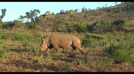 Rhino calf narrowly escapes lion sneak attack in rare wildlife sighting